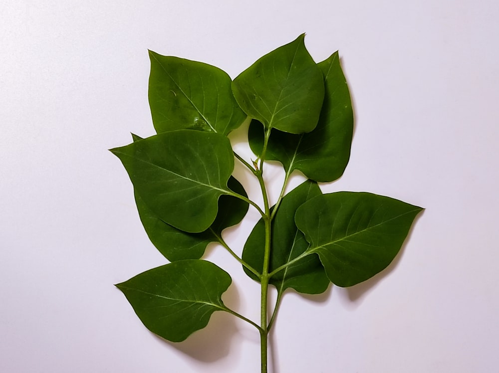 a single green leaf on a white background