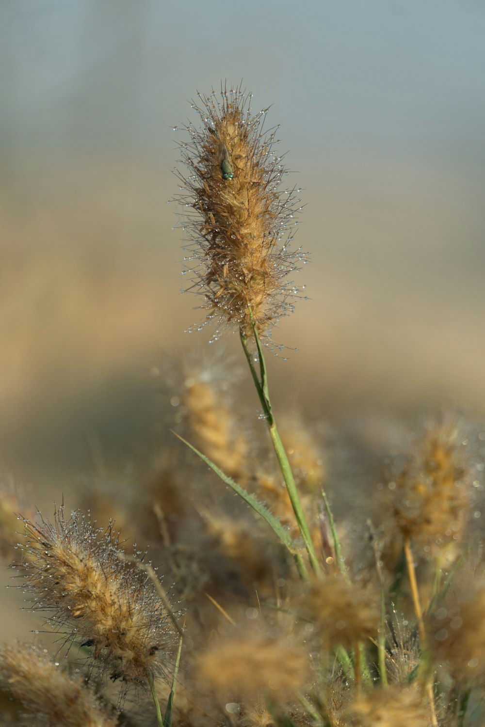 a close up of a plant with a blurry background