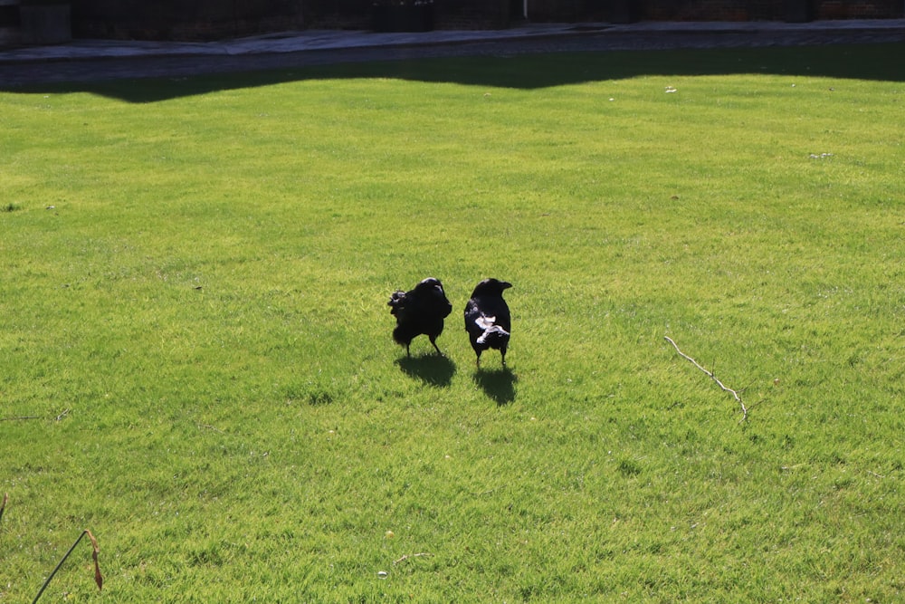 a couple of dogs running across a lush green field