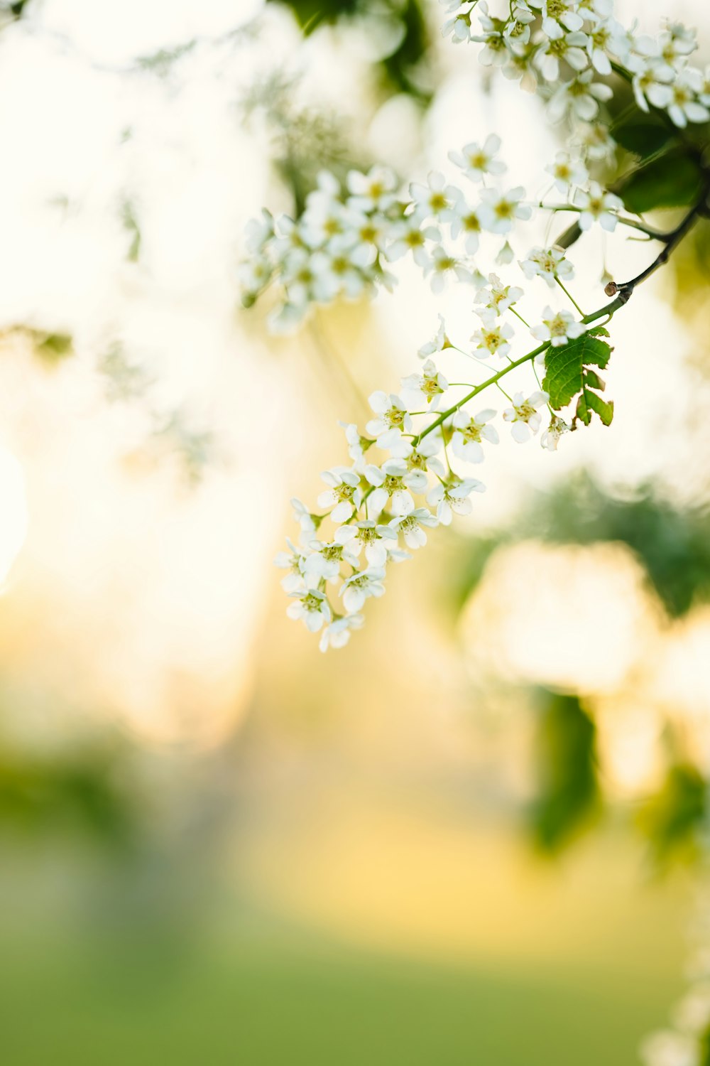 a branch of a tree with white flowers