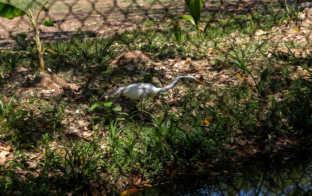 a bird that is standing in the grass