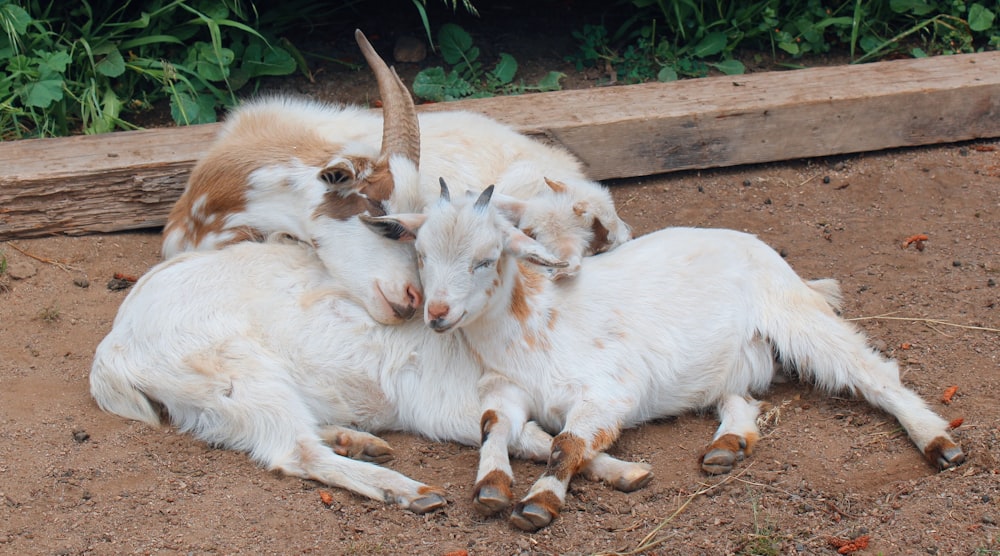 a group of goats laying on top of a dirt ground