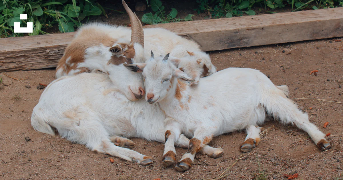 Goats Digging A group of goats laying on top of a dirt ground photo β Free Splitrock ...