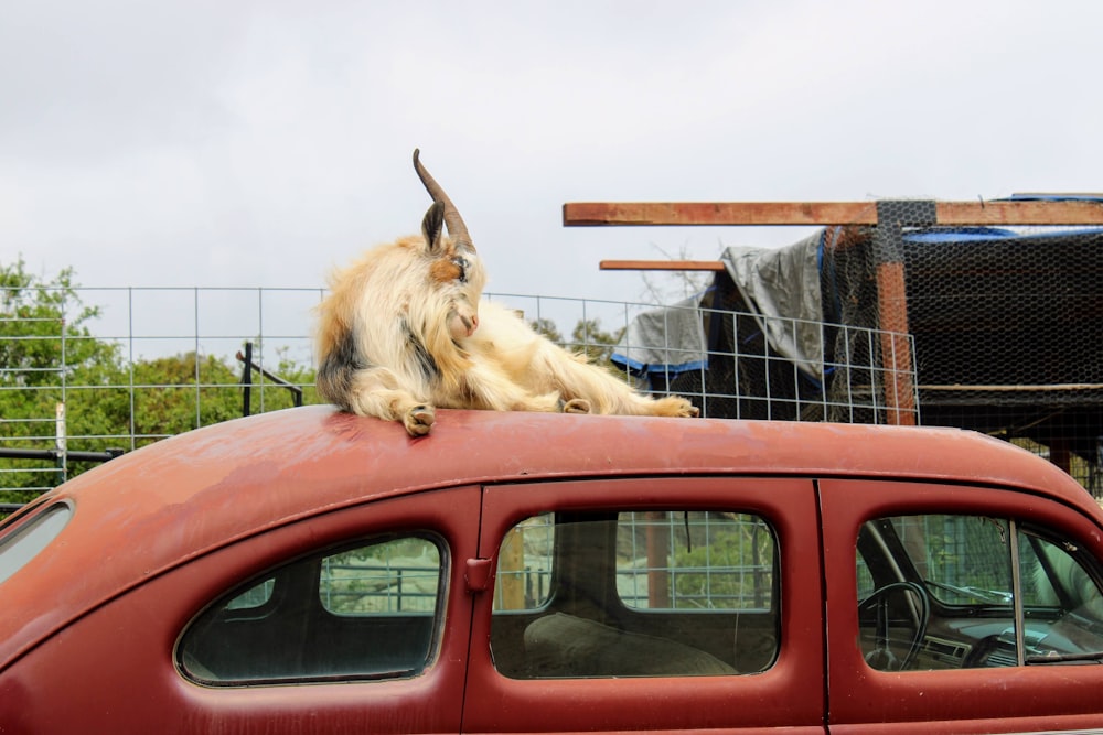 une chèvre couchée sur le toit d’une voiture rouge