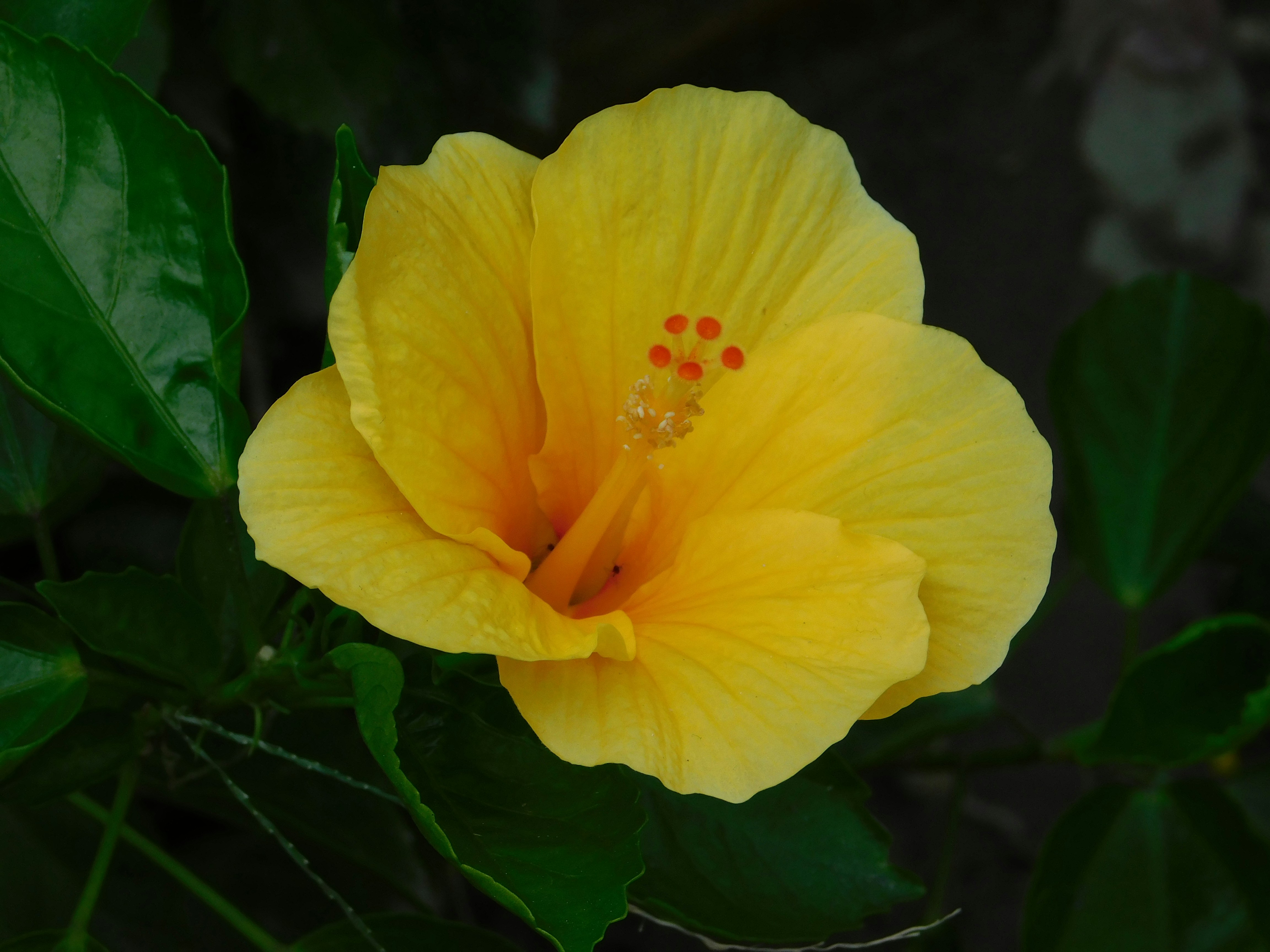 Photo by saladinazad