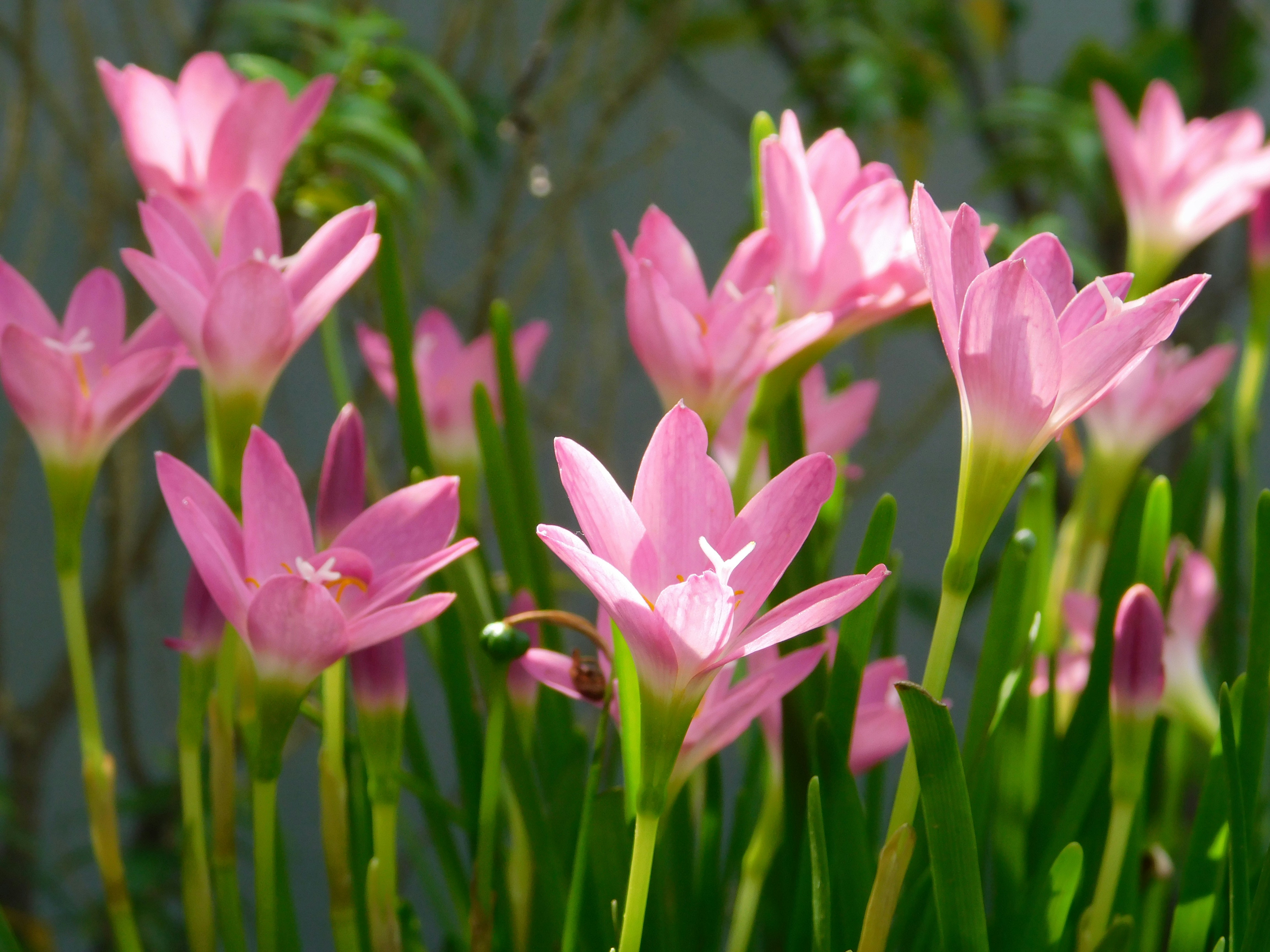 Photo by saladinazad