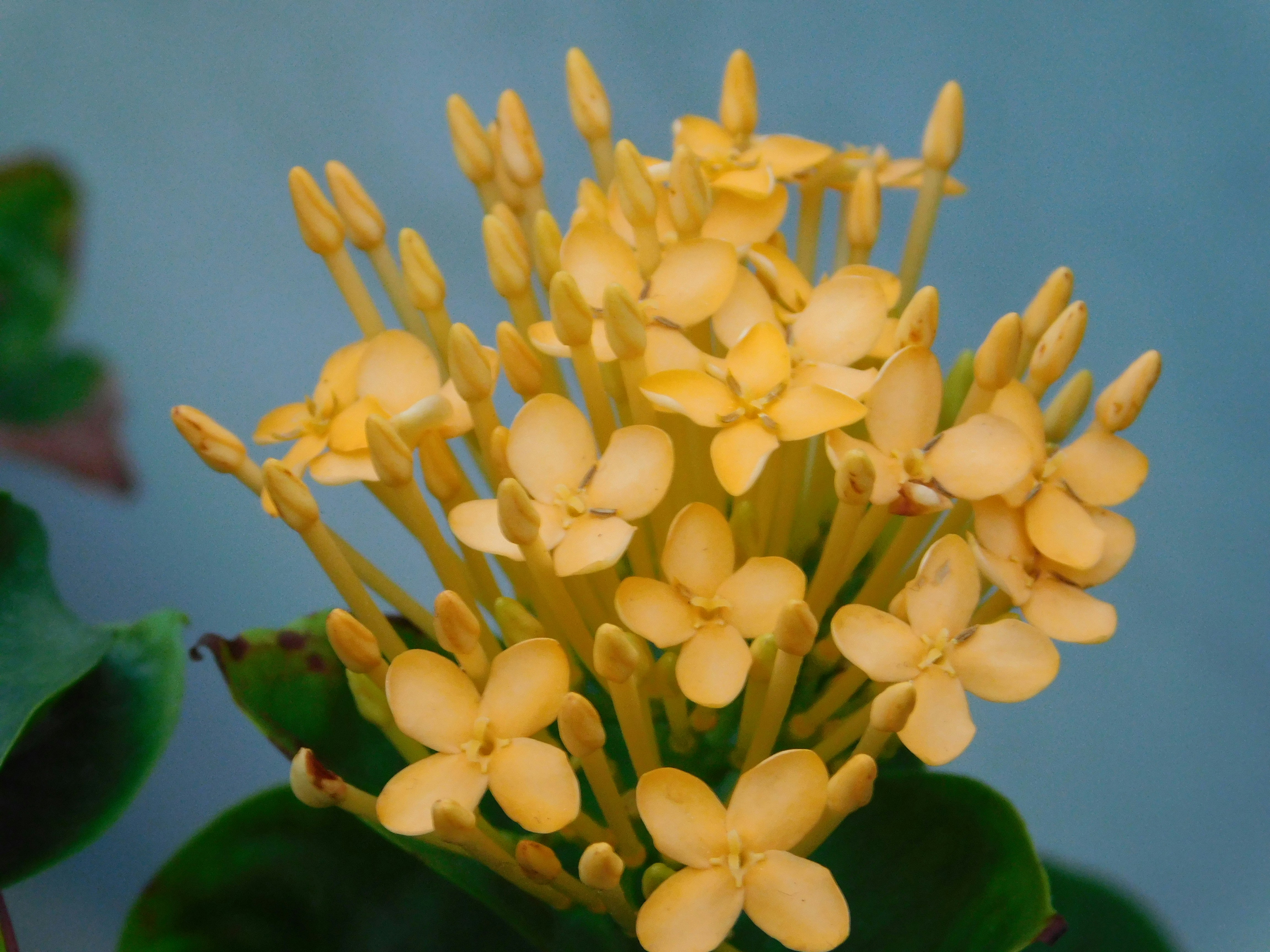 Discover the Allure and Health Benefits of Flowering Ginger