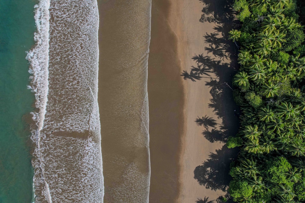 an aerial view of a beach with palm trees