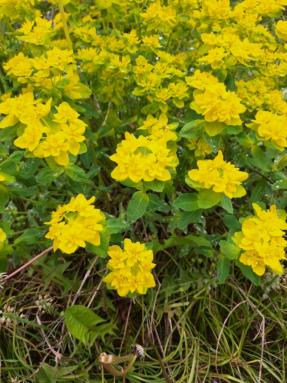 a bunch of yellow flowers that are in the grass