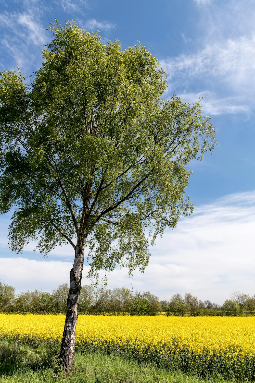 a lone tree in a field of yellow flowers