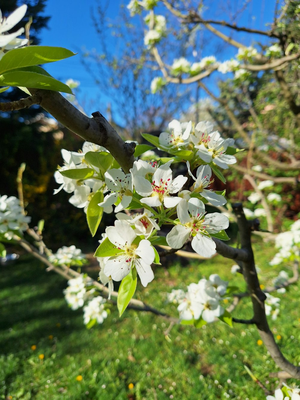 a branch of a tree with white flowers