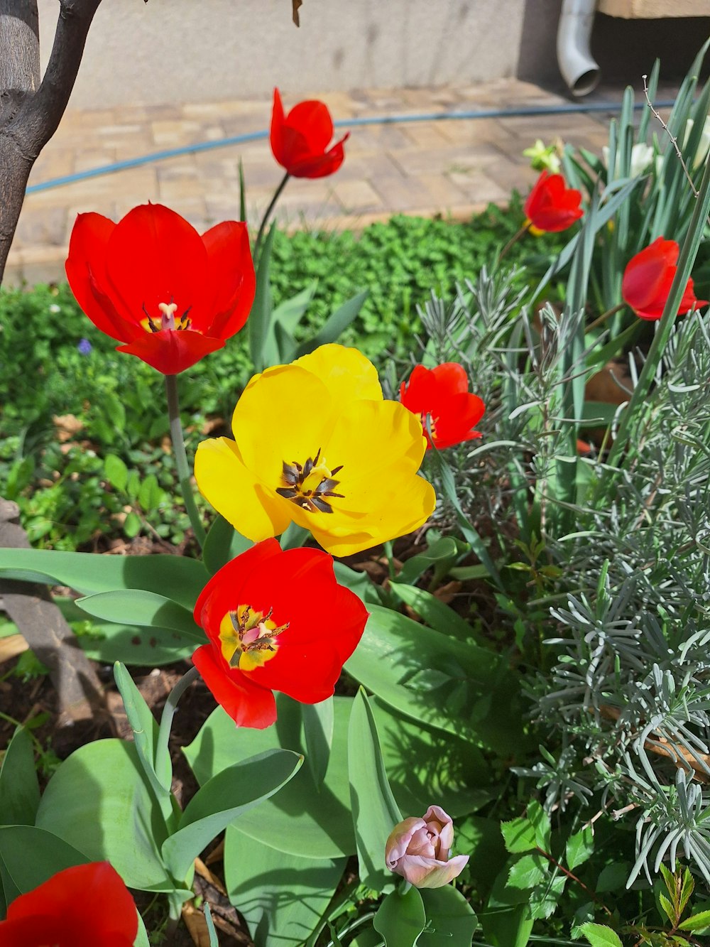 a bunch of red and yellow flowers in a garden