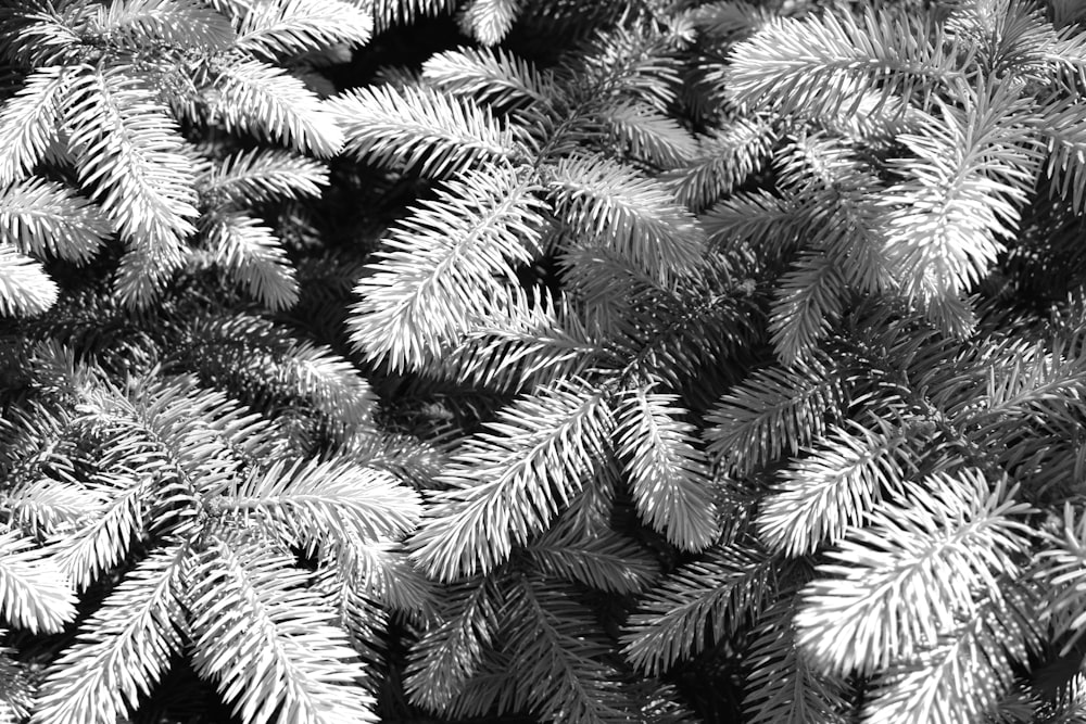 a black and white photo of pine needles