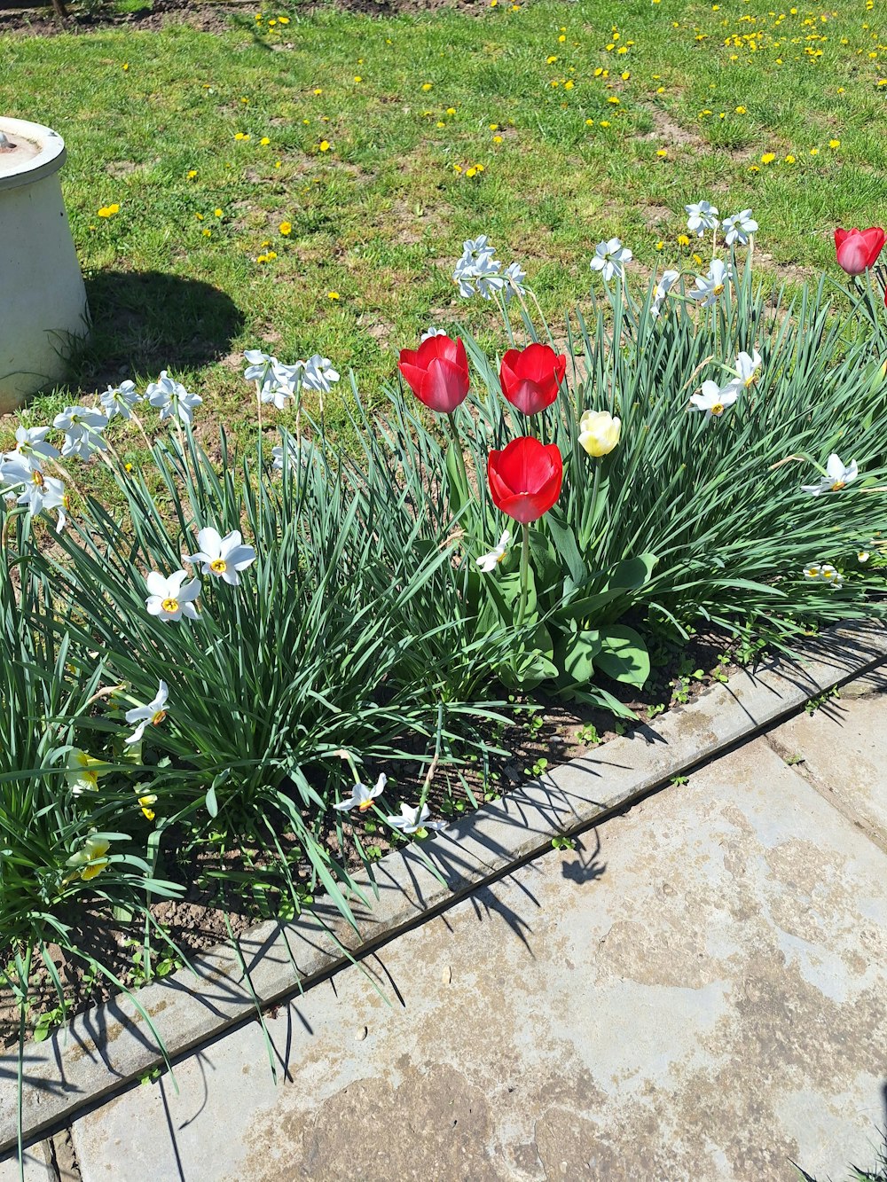 a bunch of flowers that are in the grass