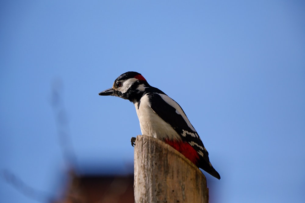 a bird sitting on top of a wooden post