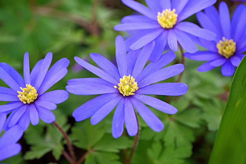 a group of purple flowers with green leaves