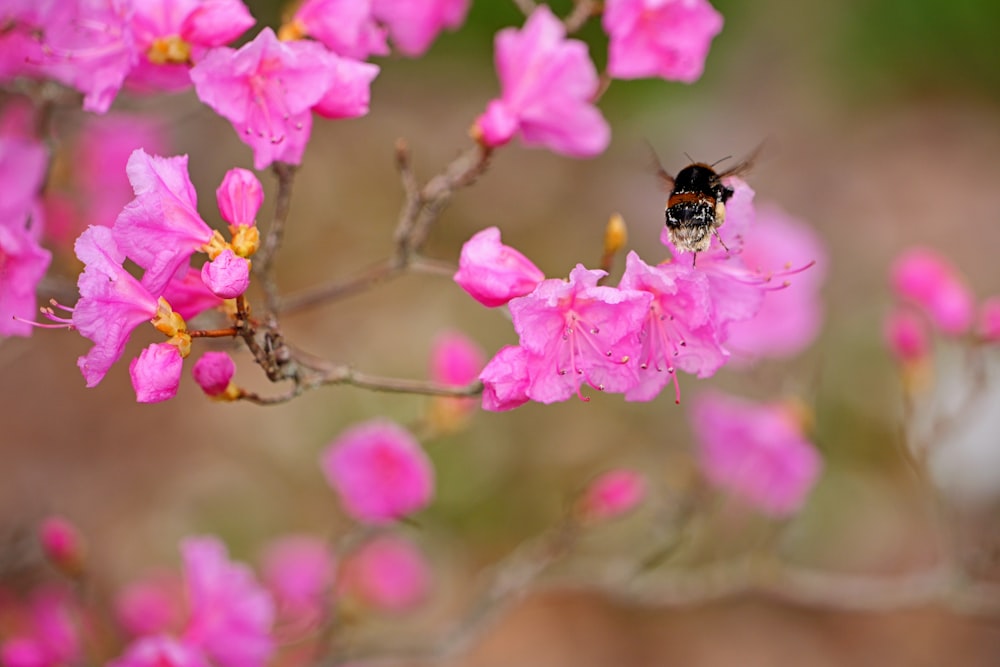 a bee sitting on top of a pink flower