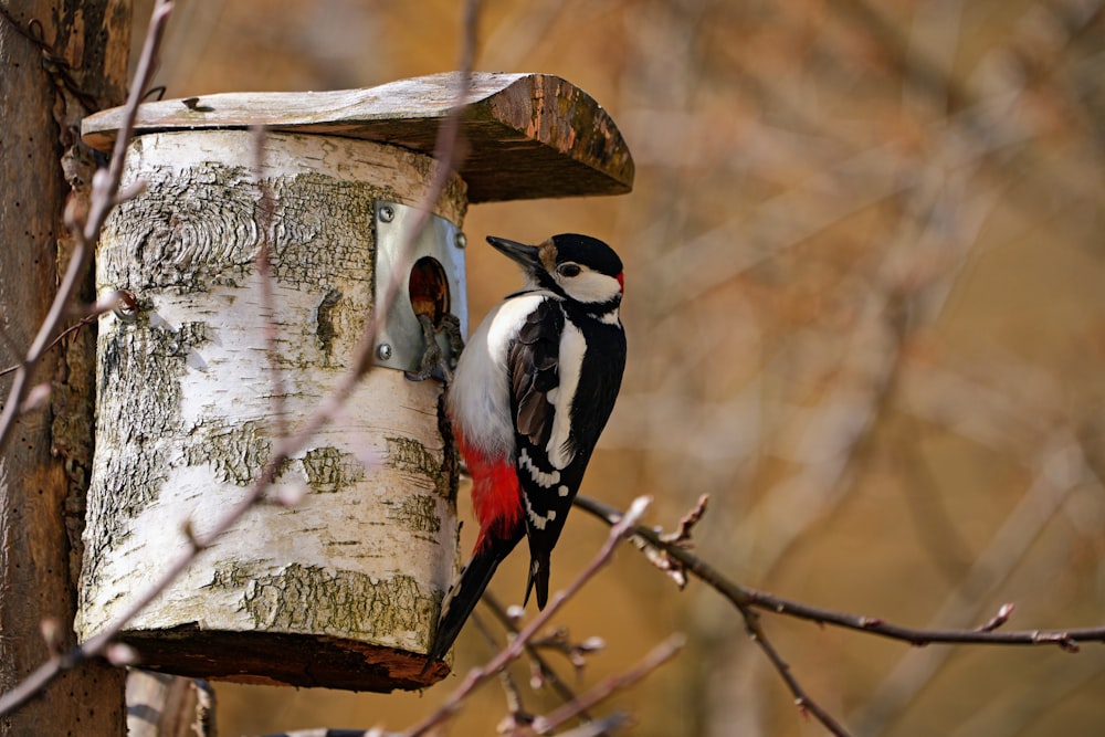 a bird that is standing on a bird house