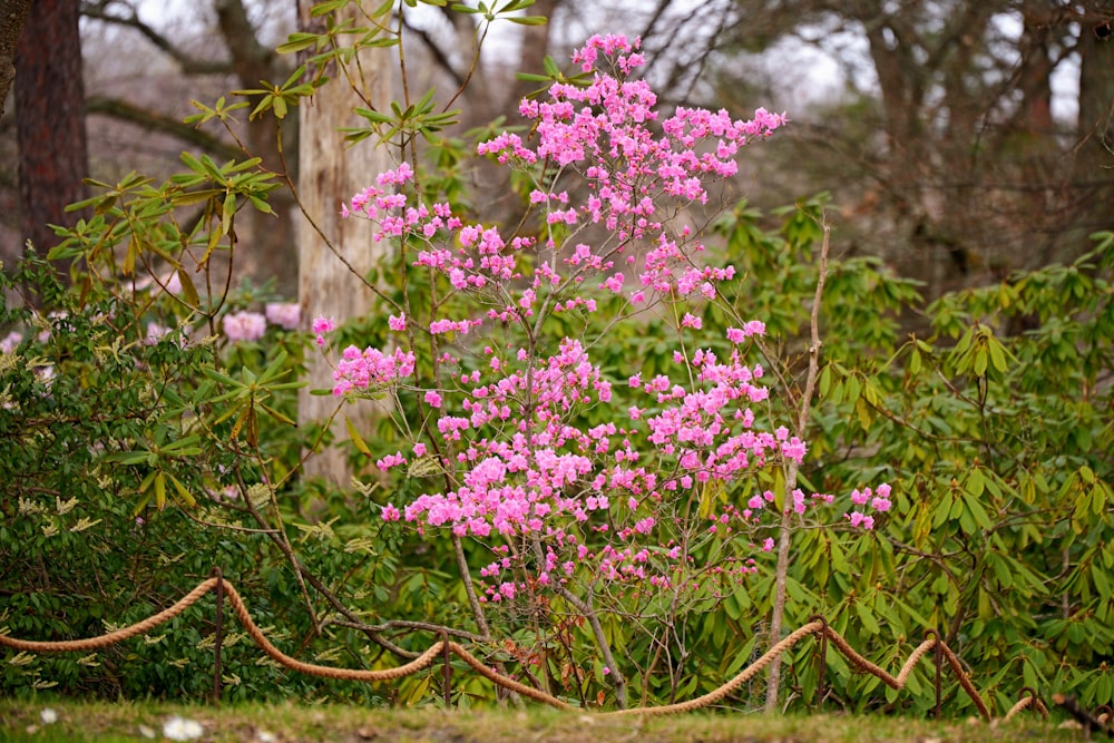 a bush with pink flowers in the middle of a forest