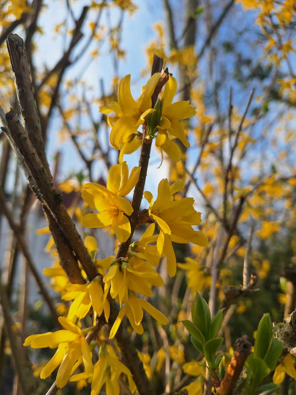 a close up of a tree with yellow flowers