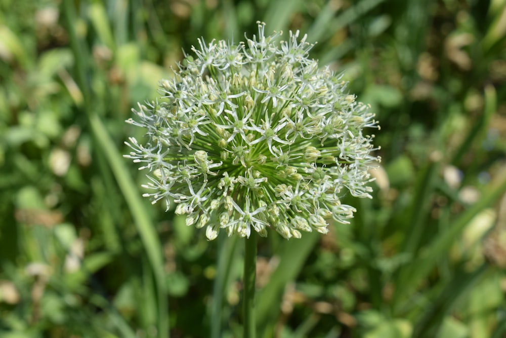 a close up of a flower in a field