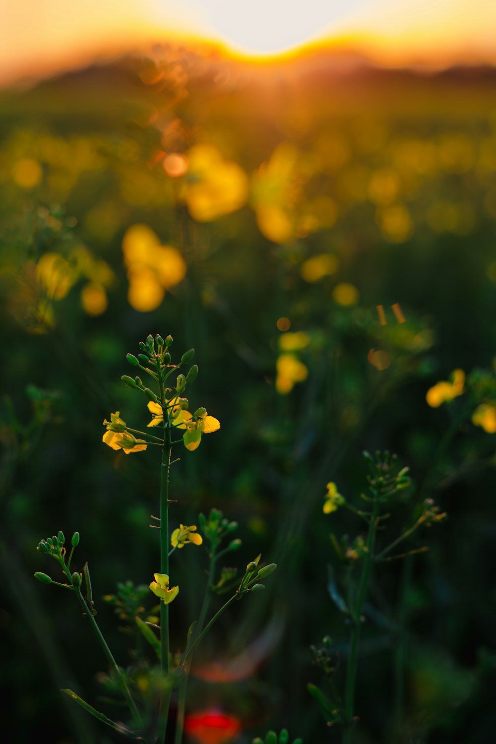 a field of yellow flowers with the sun in the background