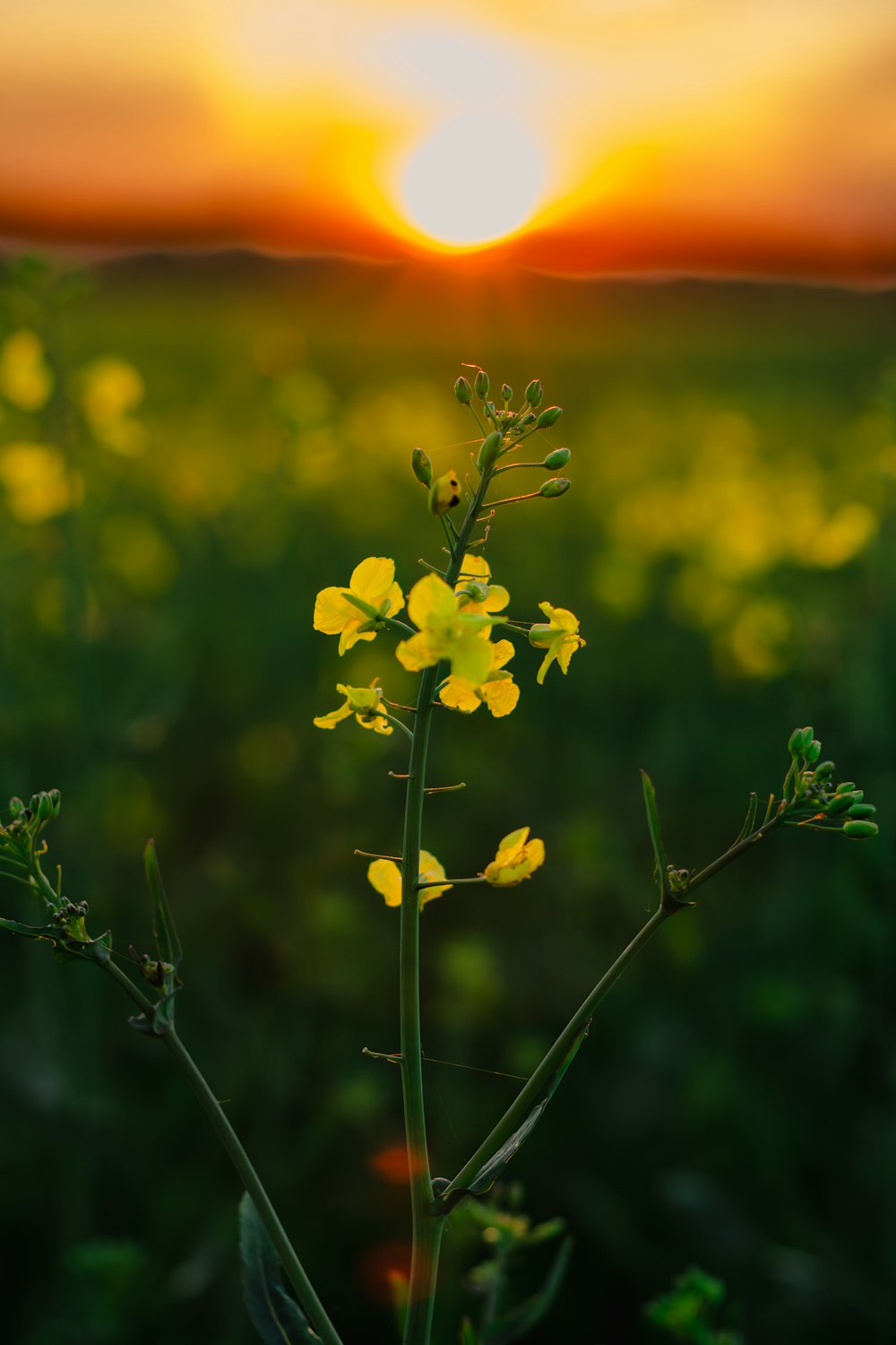 the sun is setting over a field of flowers