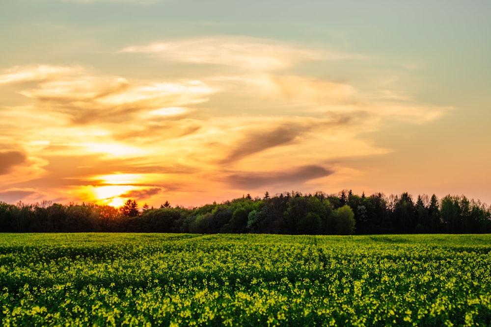 a field with trees and a sunset in the background