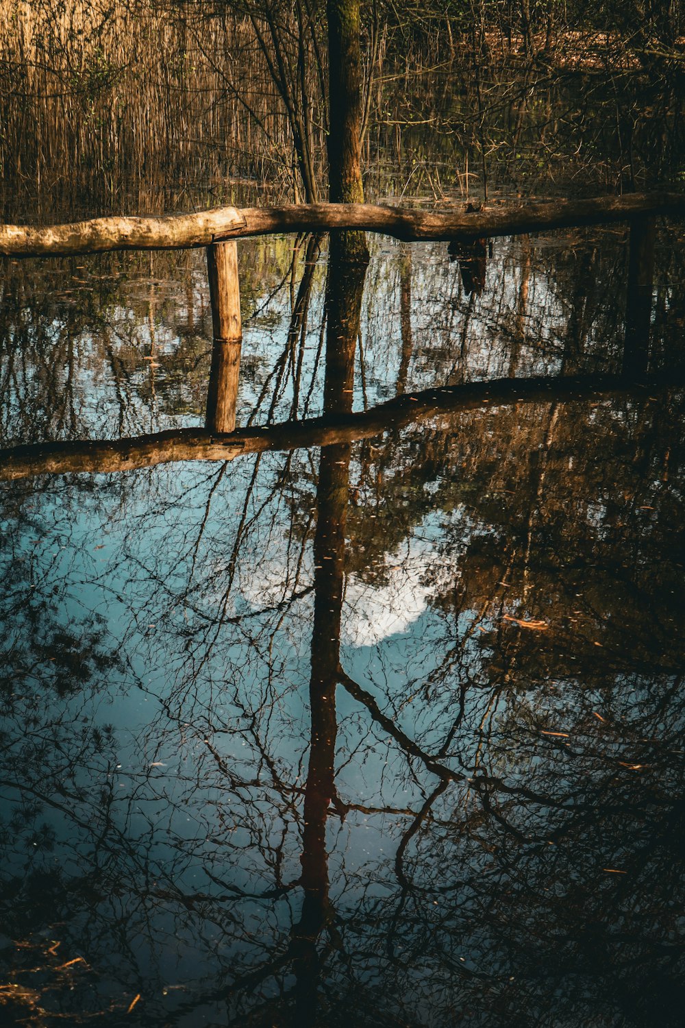 a reflection of a tree in a body of water