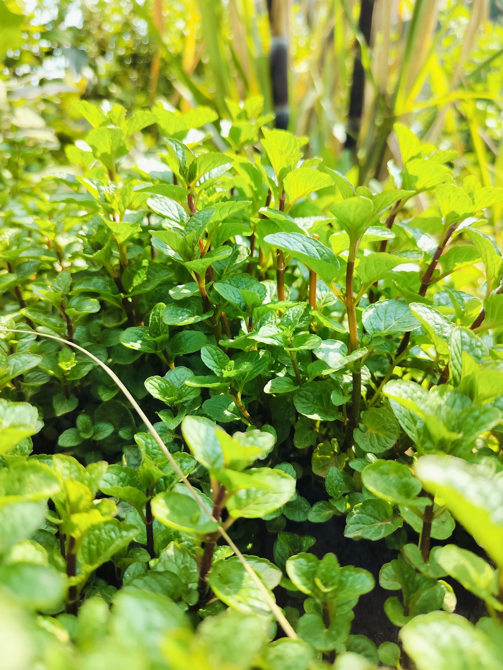 a close up of a bush with green leaves