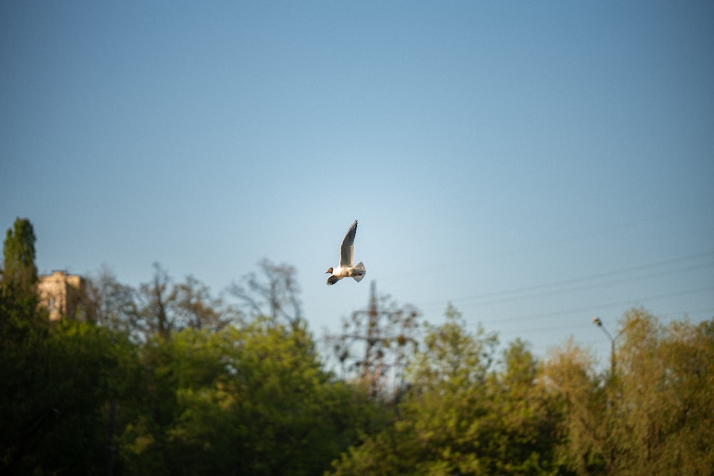 a bird flying over a lush green forest