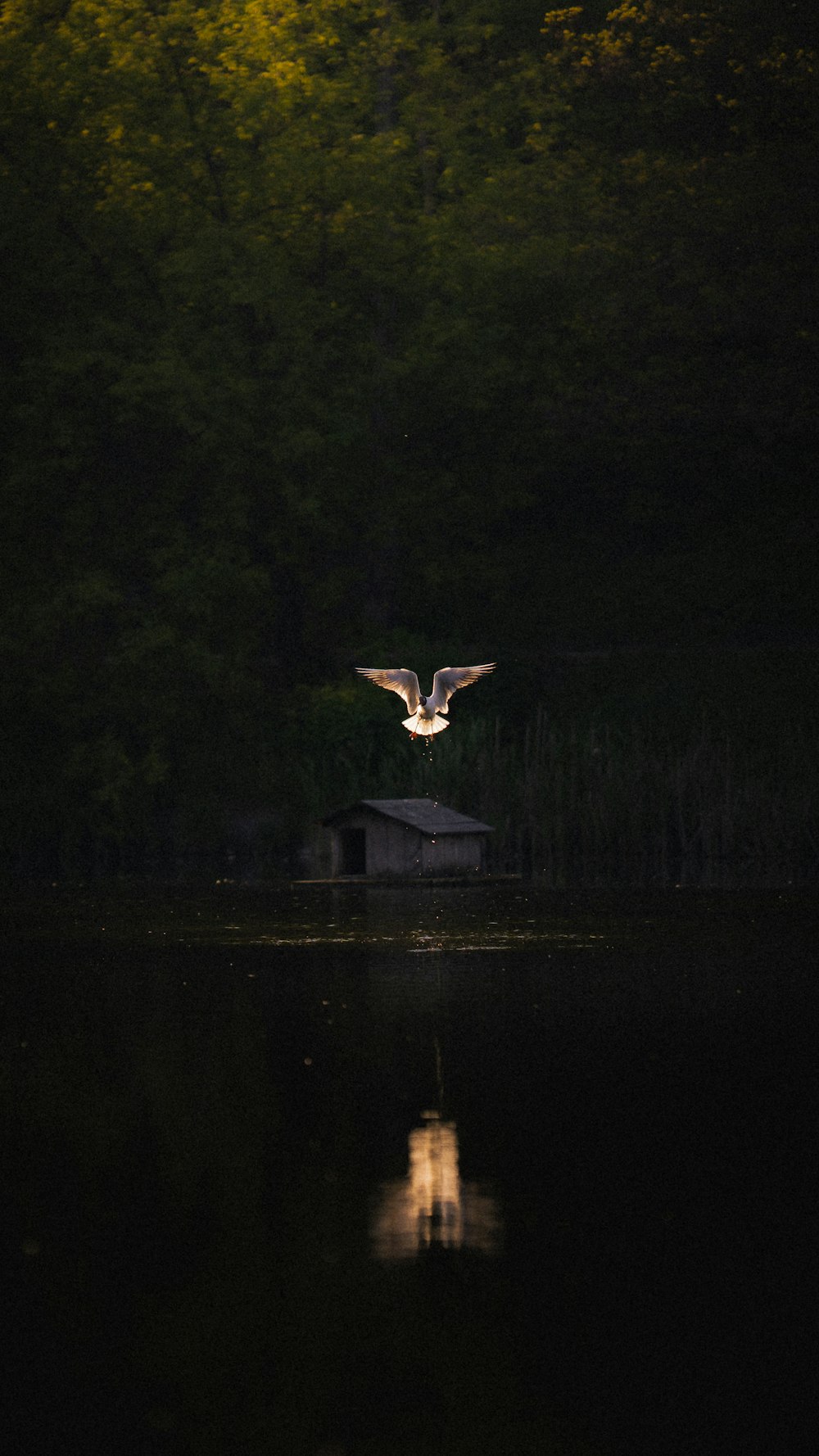 a large bird flying over a body of water