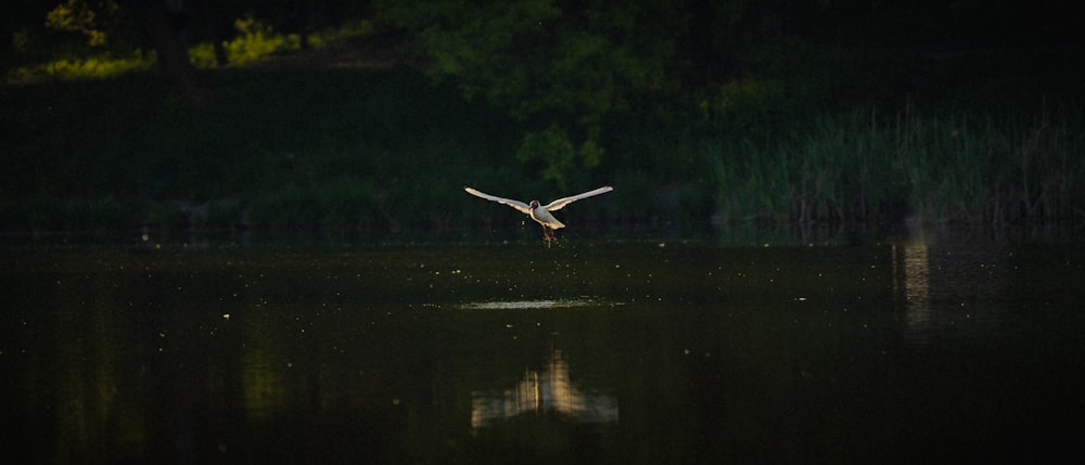 a white bird flying over a body of water