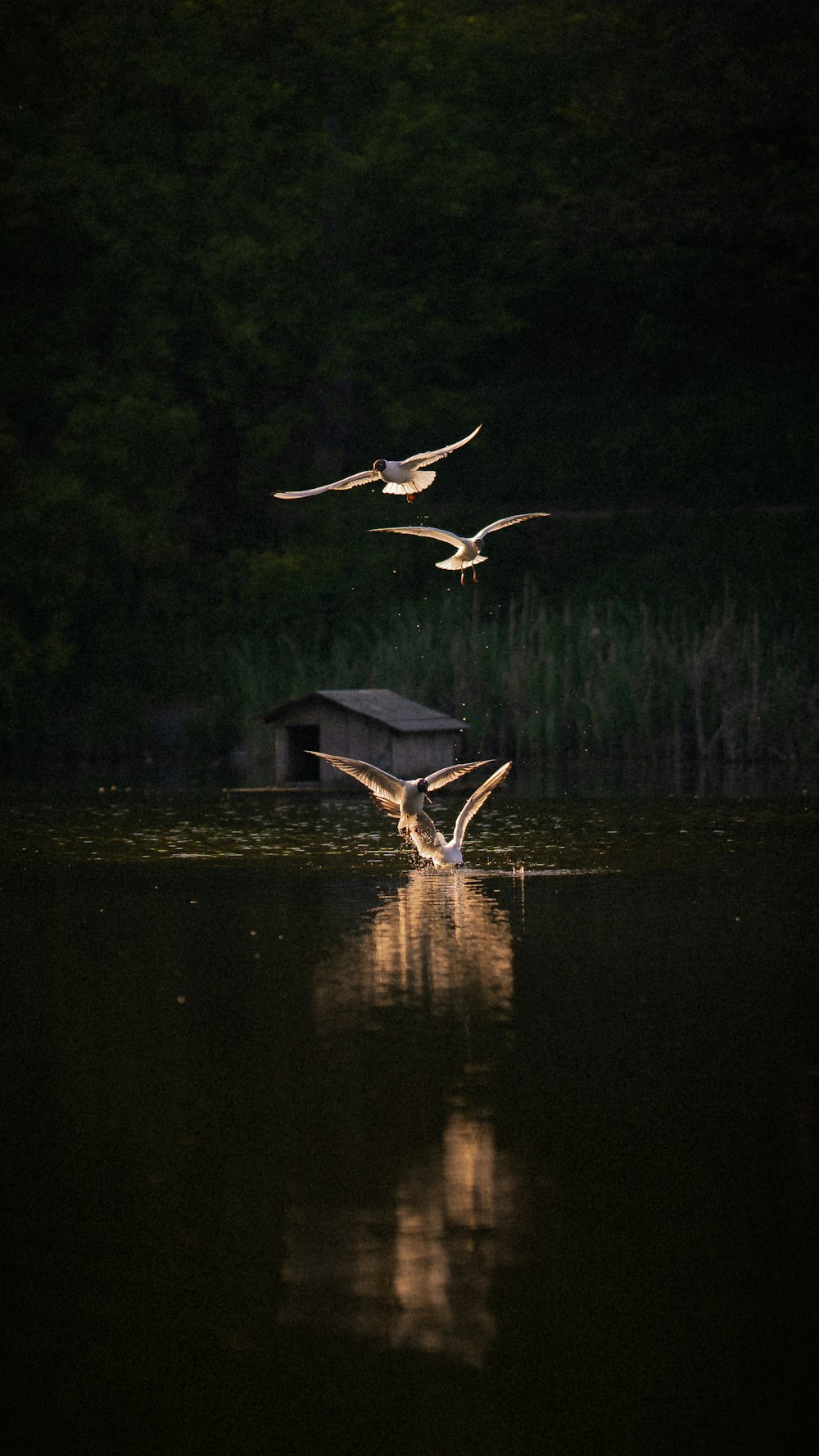 水域の上を飛ぶ鳥のカップル