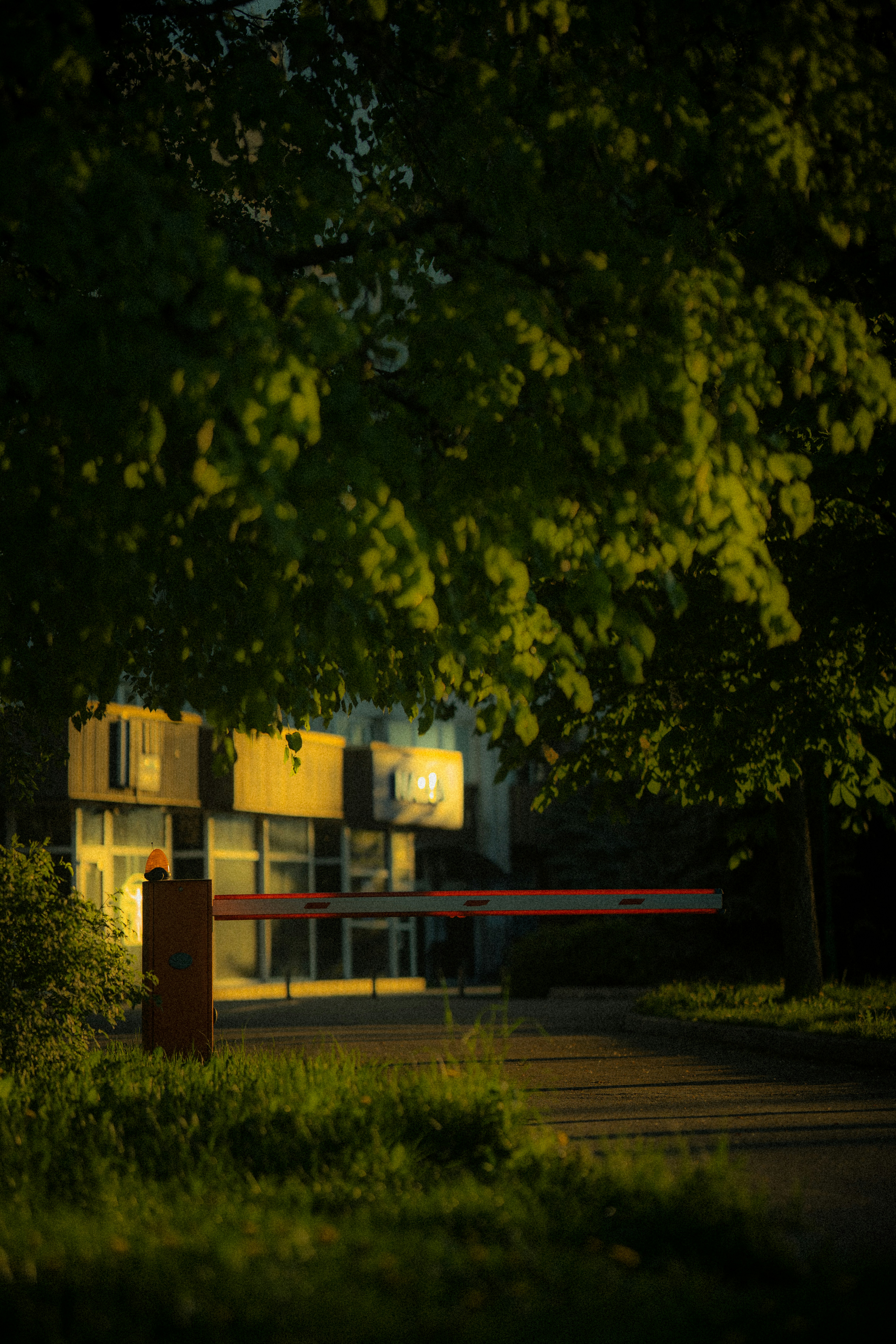 Photo by samoyedness