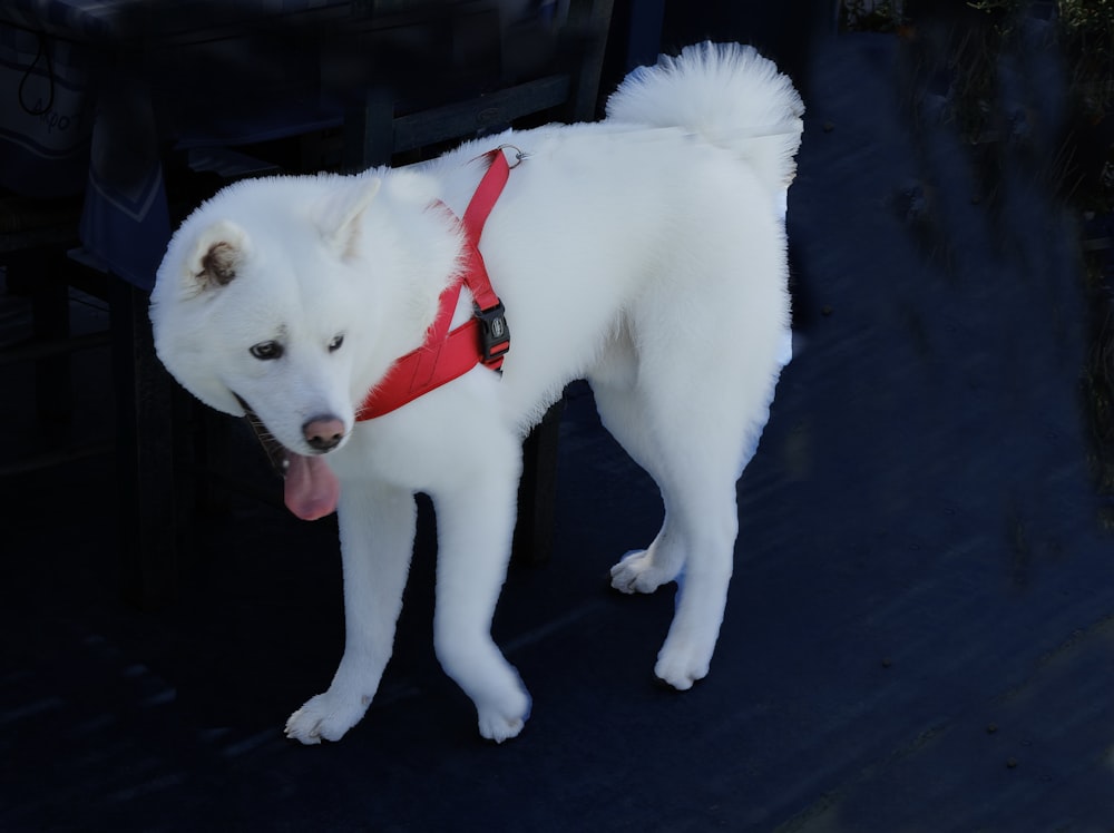 a white dog with a red harness on