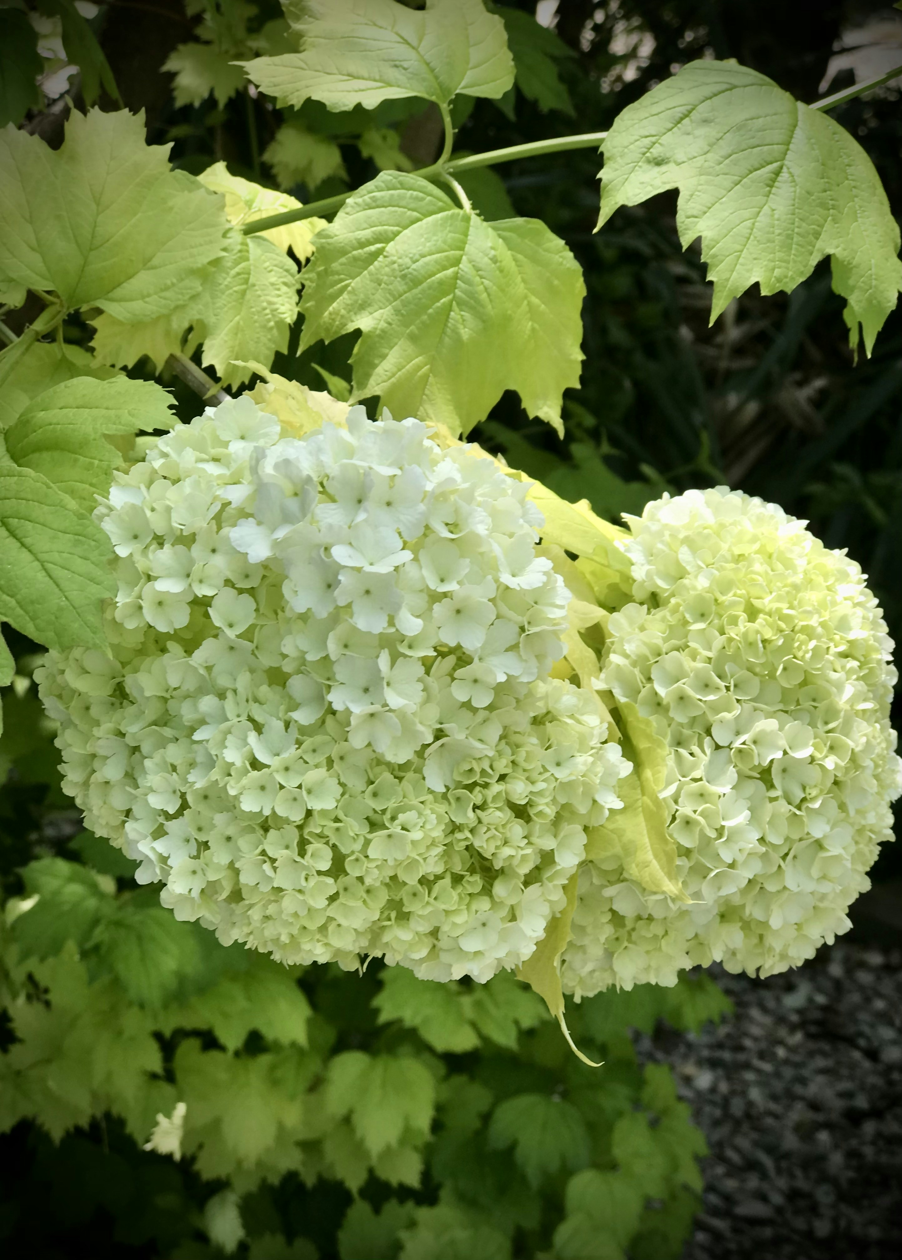 Photo by nghelichkhan