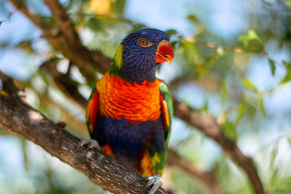 a colorful bird perched on a tree branch