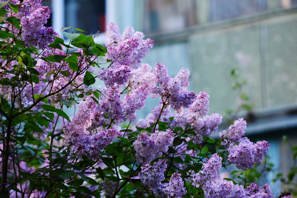 a bush of purple flowers in front of a building