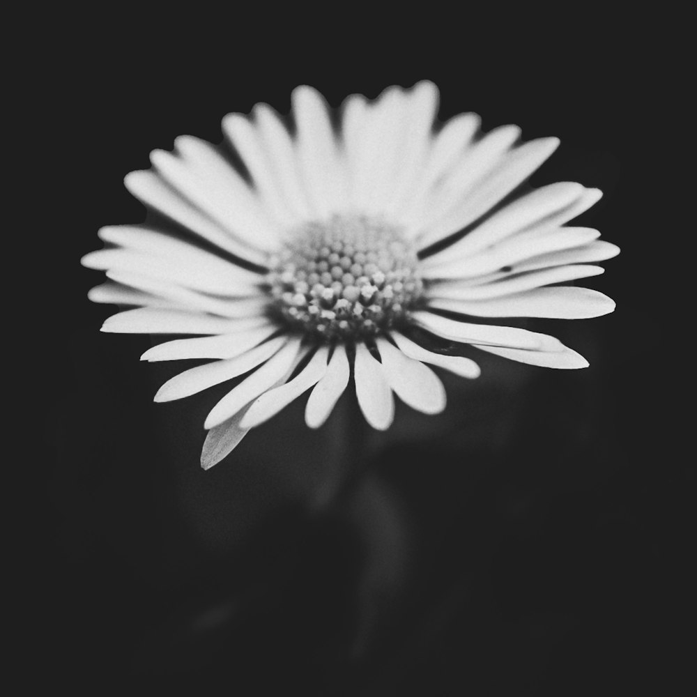 a black and white photo of a flower