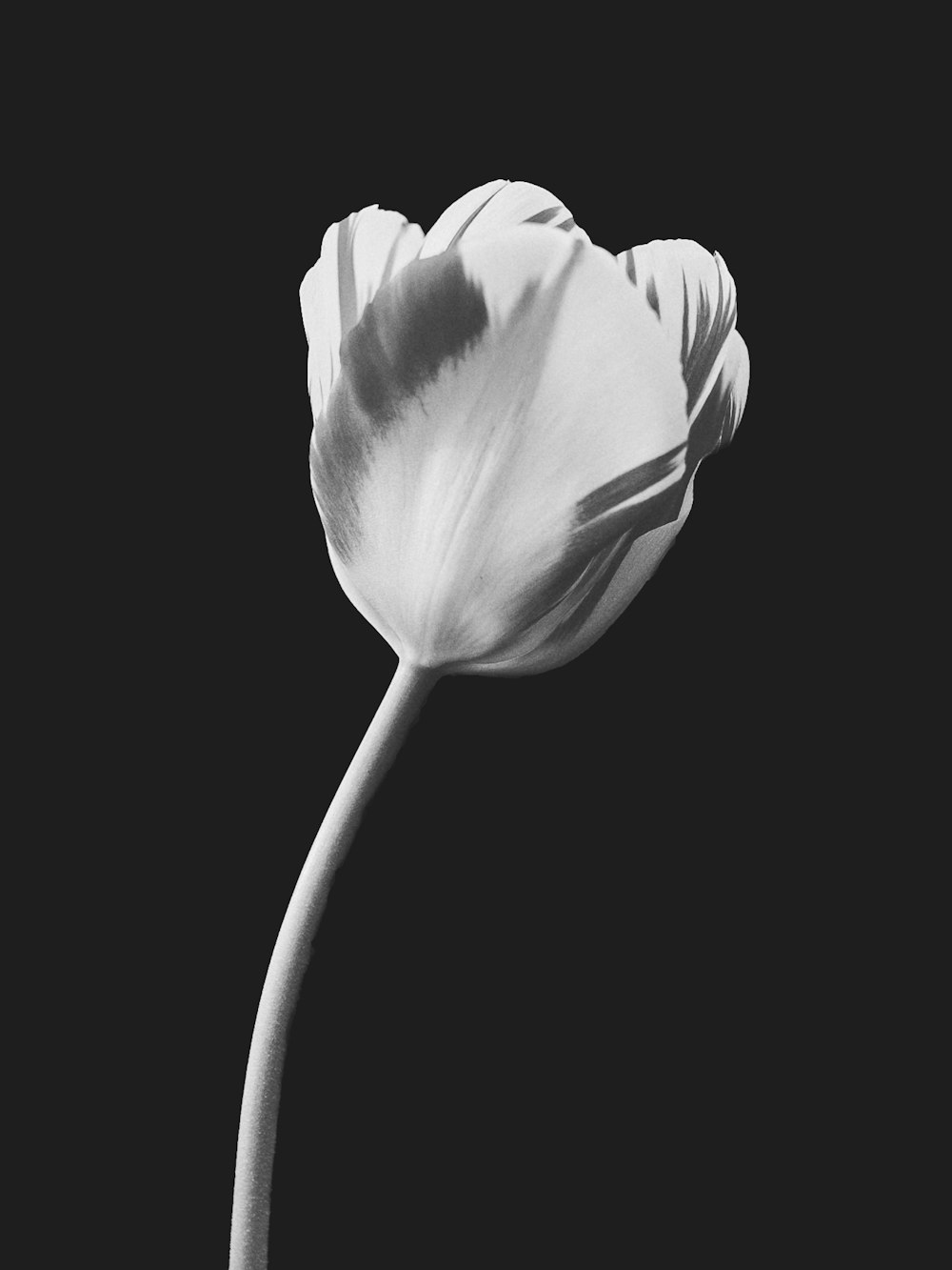 꽃 한 송이의 흑백 사진