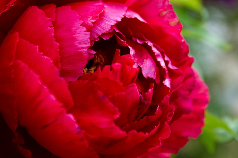 a close up of a large red flower