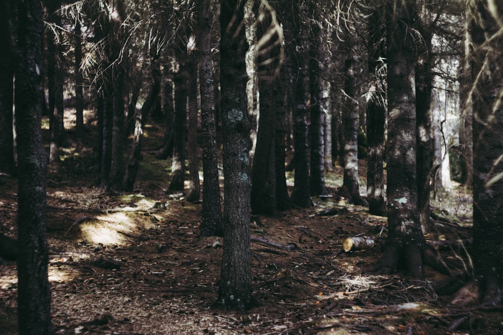 a forest filled with lots of tall trees