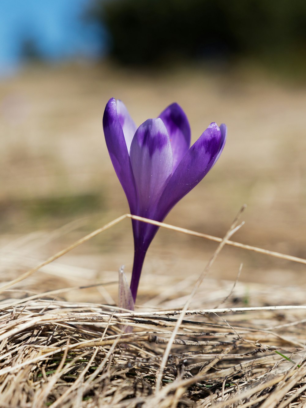 a purple flower sitting on top of a dry grass field
