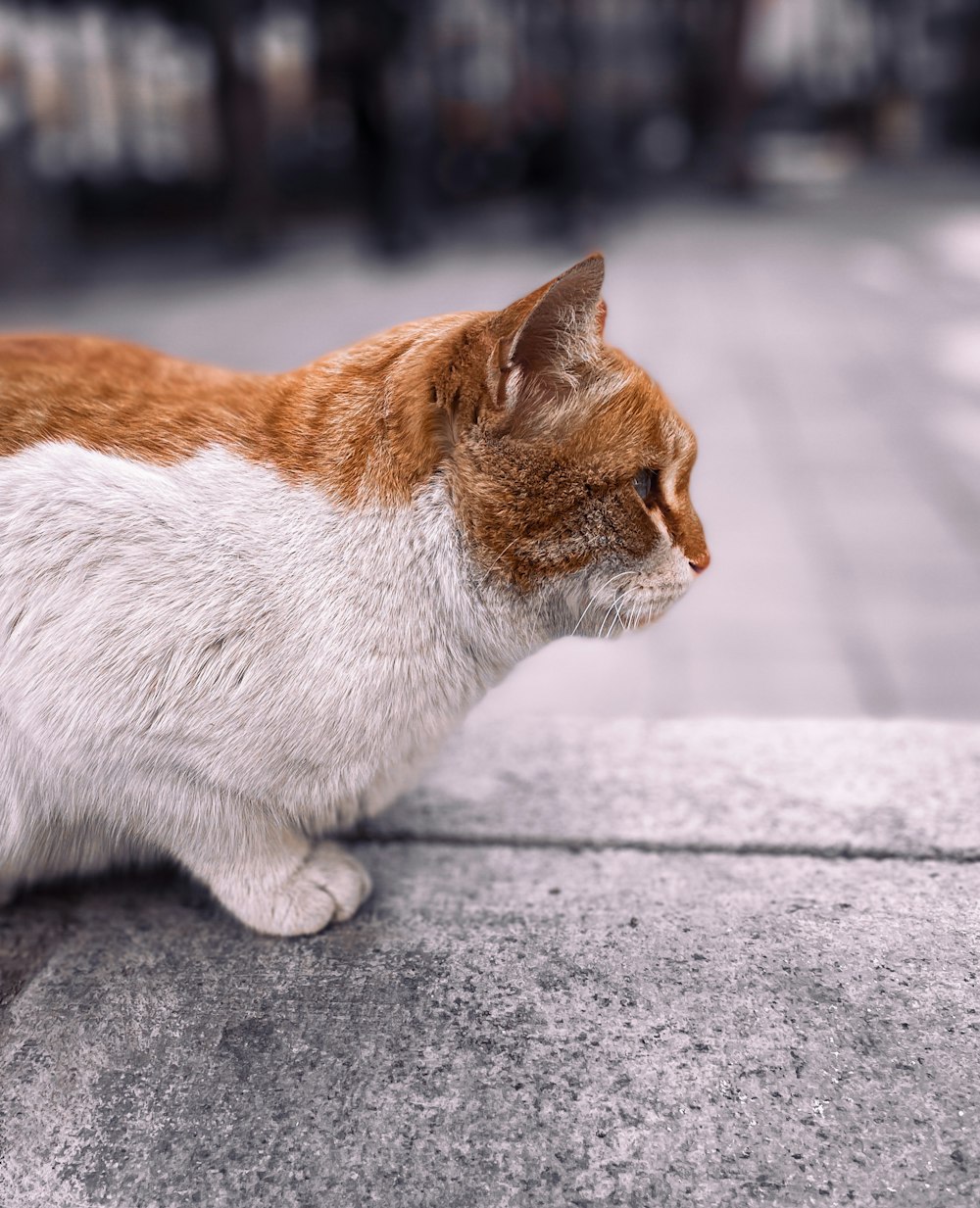 an orange and white cat sitting on a ledge