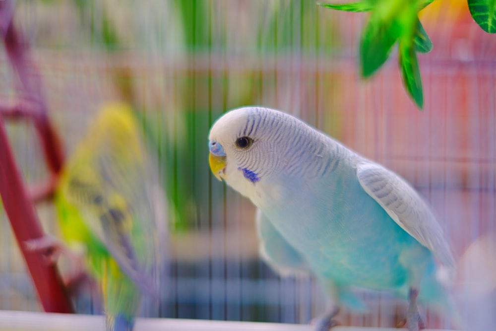 a blue and white parakeet in a cage