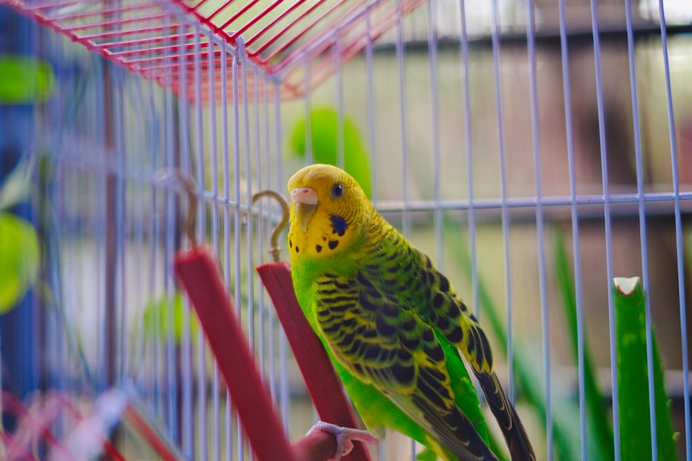 a green and yellow parakeet in a cage