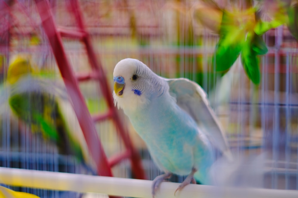 a blue and white parakeet sitting on a perch in a cage