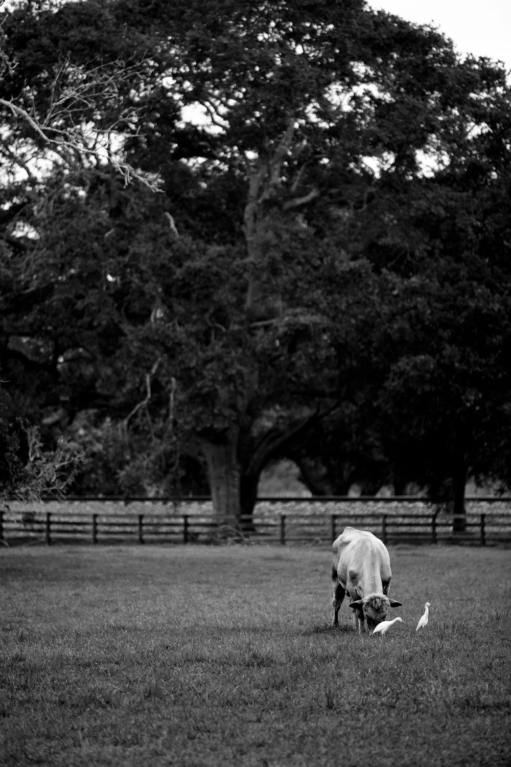 a horse grazing in a field next to a fence