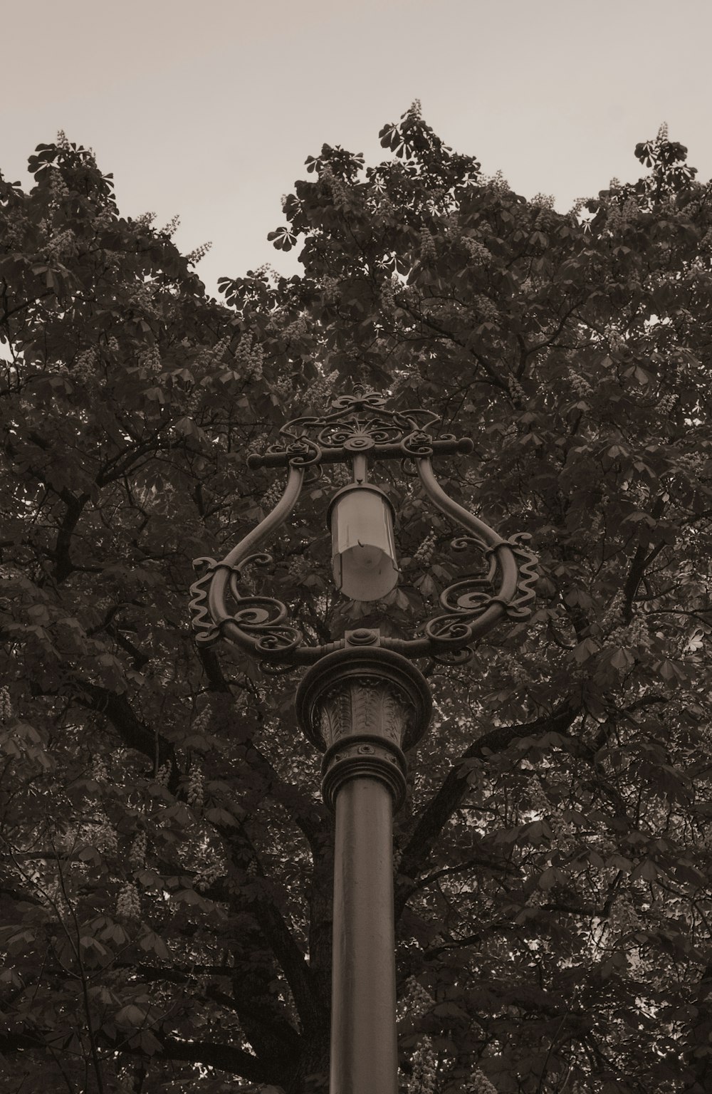 a black and white photo of a street light